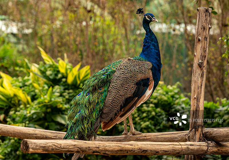 东莞香市动物园动物特写图片素材