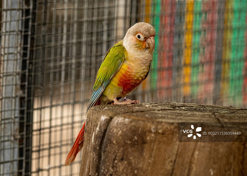 东莞香市动物园动物特写图片素材