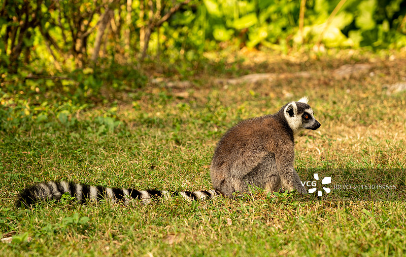 东莞香市动物园动物特写图片素材