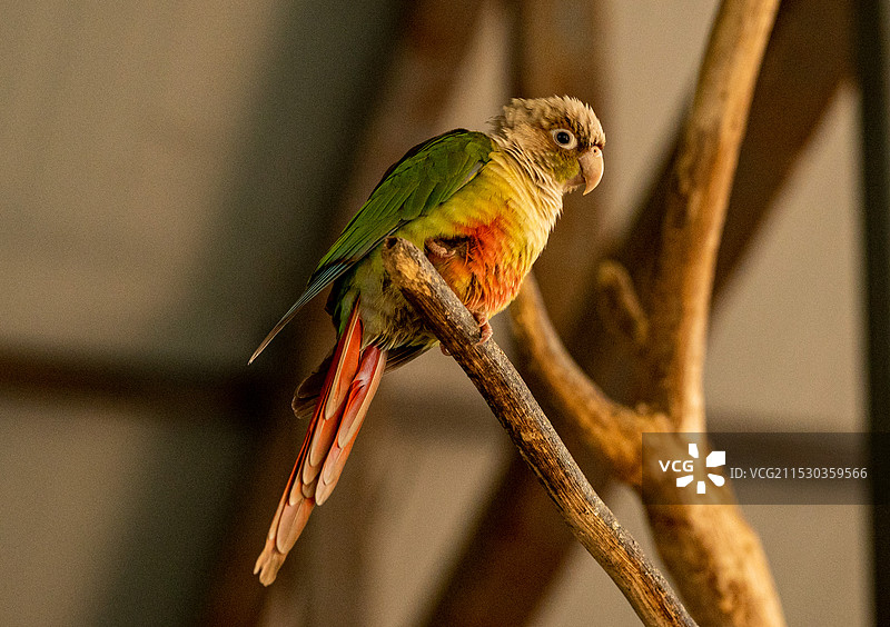 东莞香市动物园动物特写图片素材