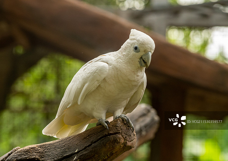 东莞香市动物园动物特写图片素材