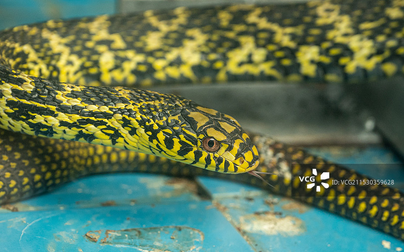 东莞香市动物园动物特写图片素材