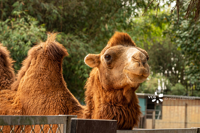 东莞香市动物园动物特写图片素材