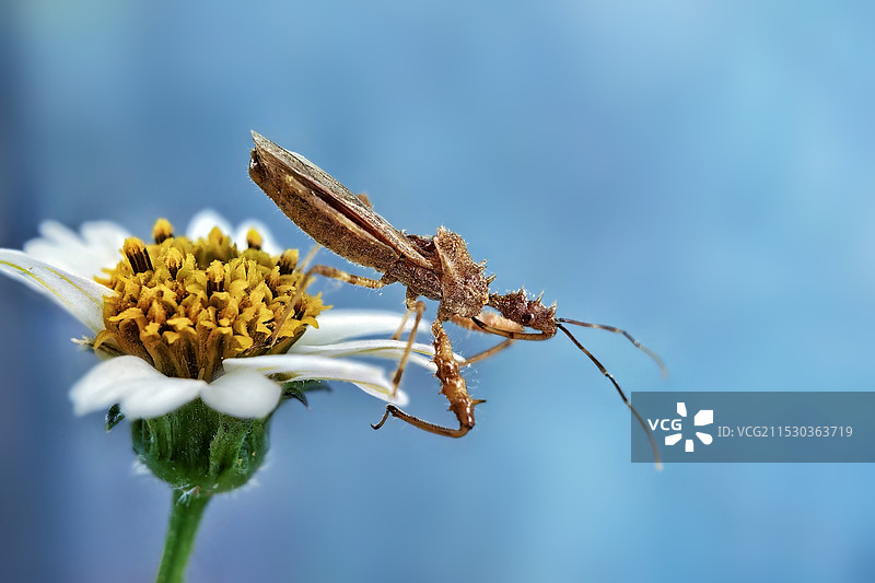 蝽～伺机而动图片素材