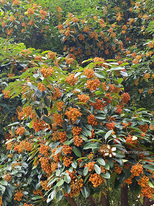 石楠果图片素材