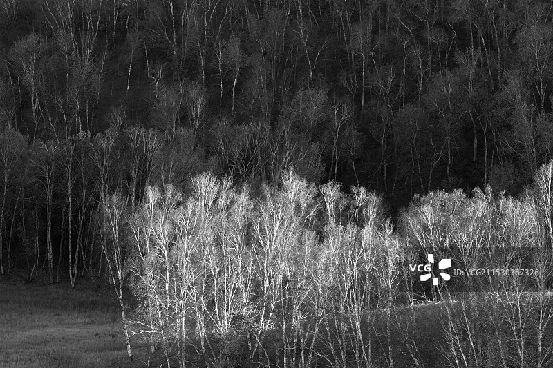 坝上白桦林图片素材