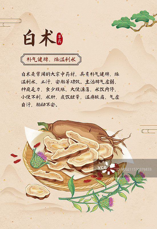 中国传统文化中医养生中草药药材之白术海报图片素材