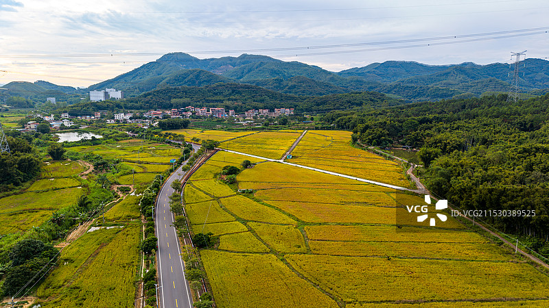 乡村稻田图片素材