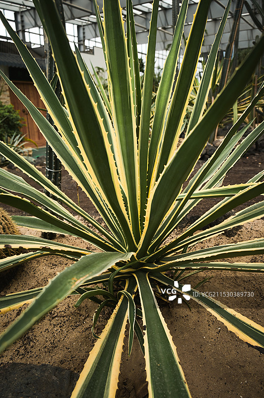 植物园里的金边龙舌兰图片素材