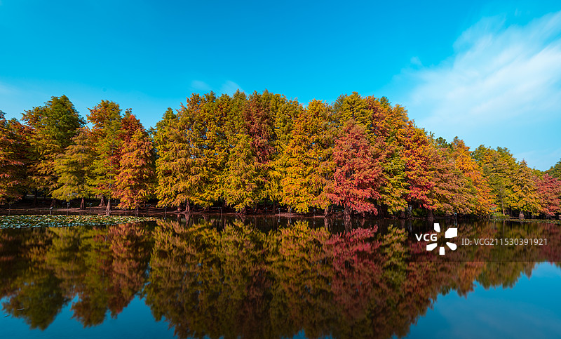南京明孝陵三号门燕雀湖秋天水杉落羽杉水面倒影图片素材