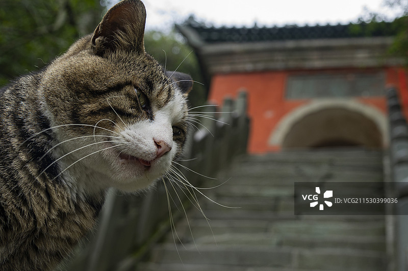 问道武当山-二天门前的护山神兽图片素材