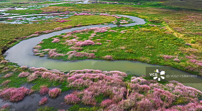 渌口区漉湖秋色剌蓼草图片素材