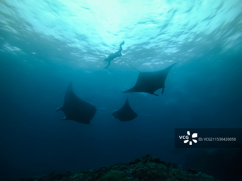 巴厘岛佩尼达岛潜水Penida Diving Trip图片素材