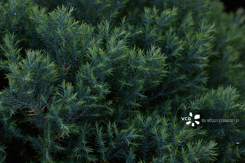 柏树特写图片素材