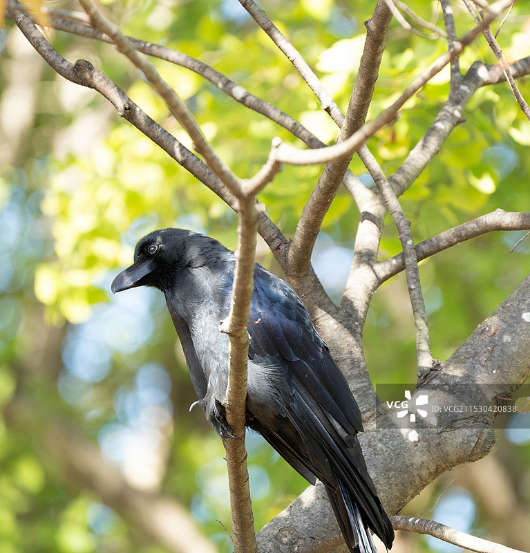 大嘴乌鸦图片素材