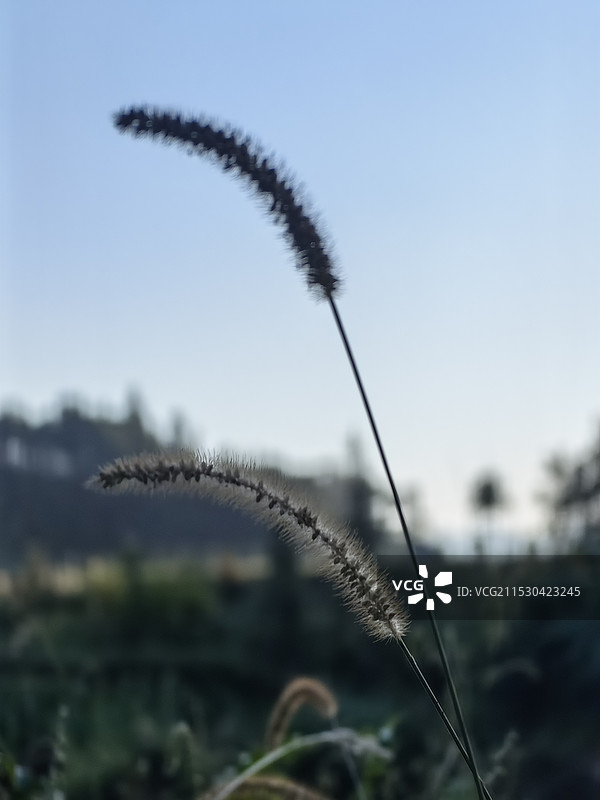 狗尾巴草图片素材