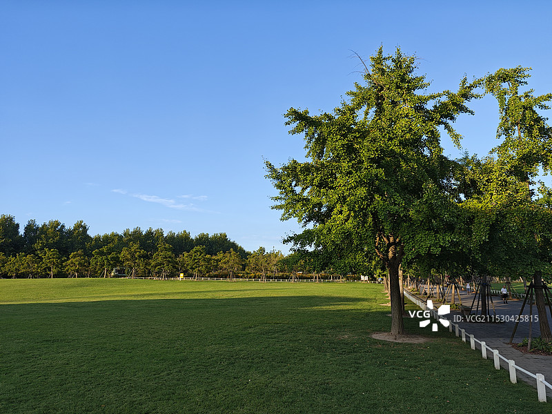 公园里开阔的草坪 清晨时分朝阳 城市苏醒 人民城市人民建 蓝天白云 上海世纪公园图片素材
