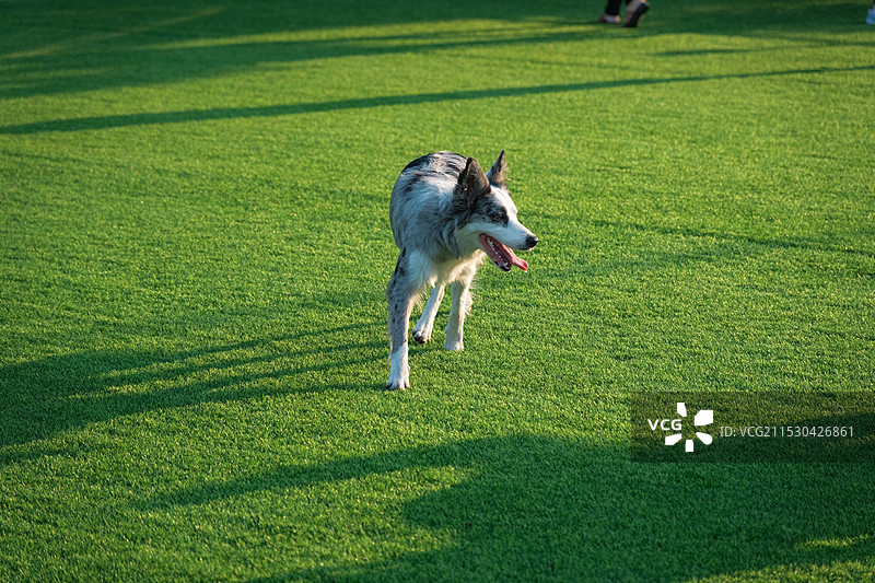 日落时分在草地上奔跑的陨石色边境牧羊犬宠物狗图片素材