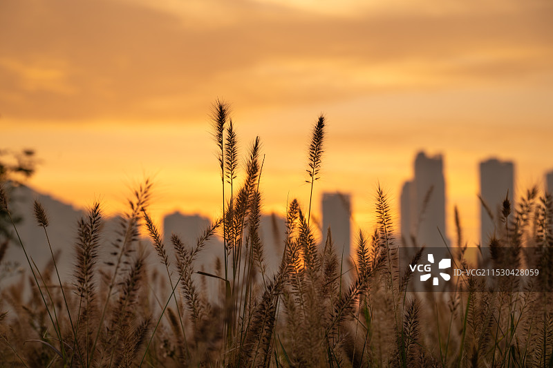 狗尾巴草图片素材