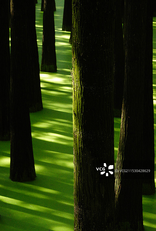 青山湖水上森林公园的绿色浮萍图片素材