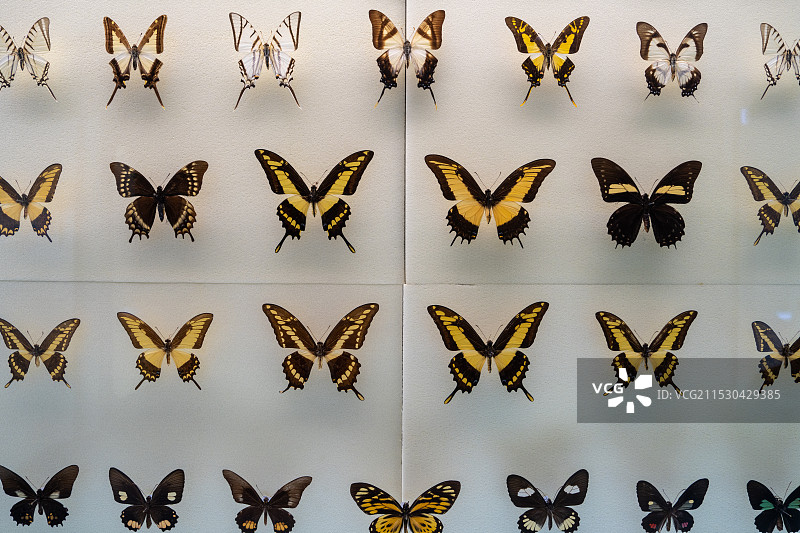 蝴蝶标本图片素材