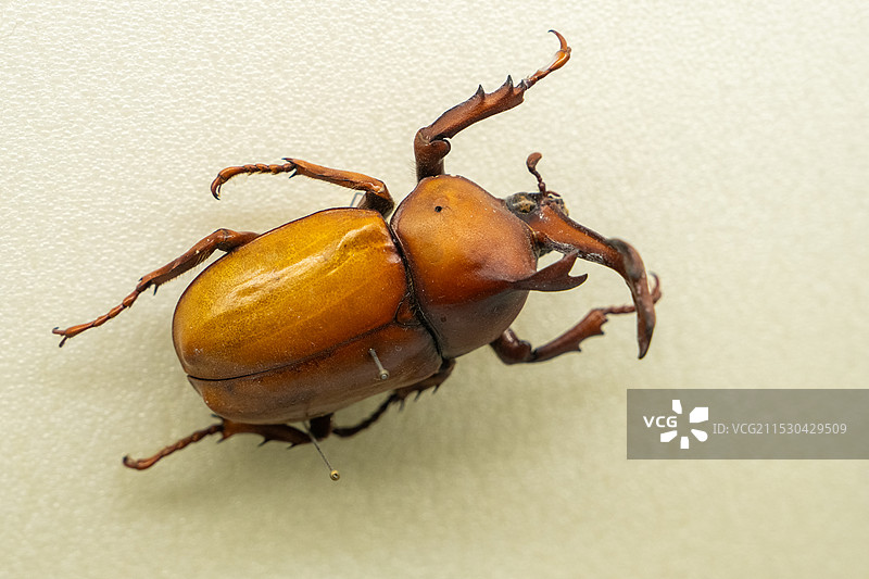 白色背景下的昆虫标本特写镜头图片素材