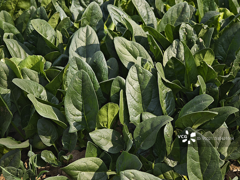 绿油油的菠菜图片素材