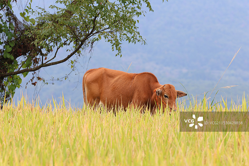 黄牛站在稻谷田低里的侧视图图片素材