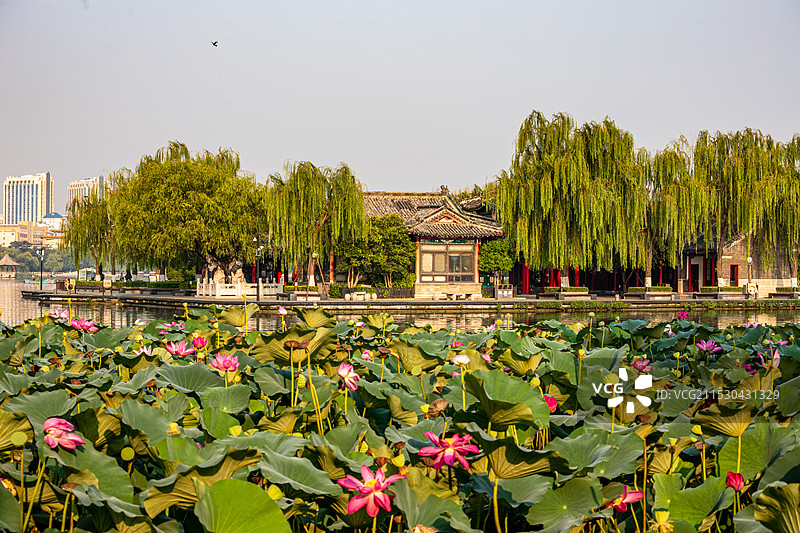 夏日盛开荷花背景映衬中的山东济南大明湖风景区历下亭济南绿地中心建筑倒影景观图片素材