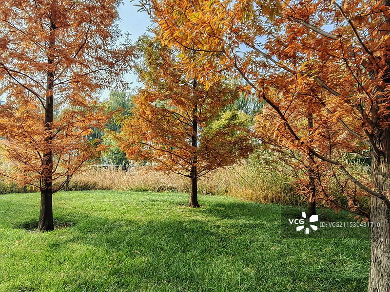 秋天的水杉图片素材