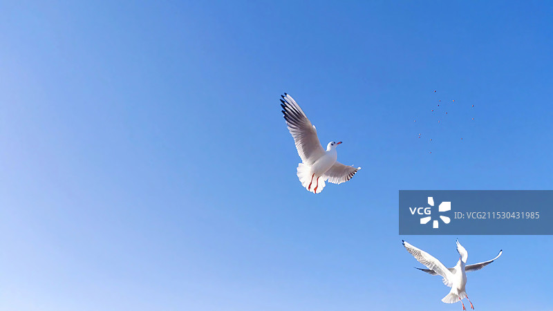 飞行中的海鸥图片素材