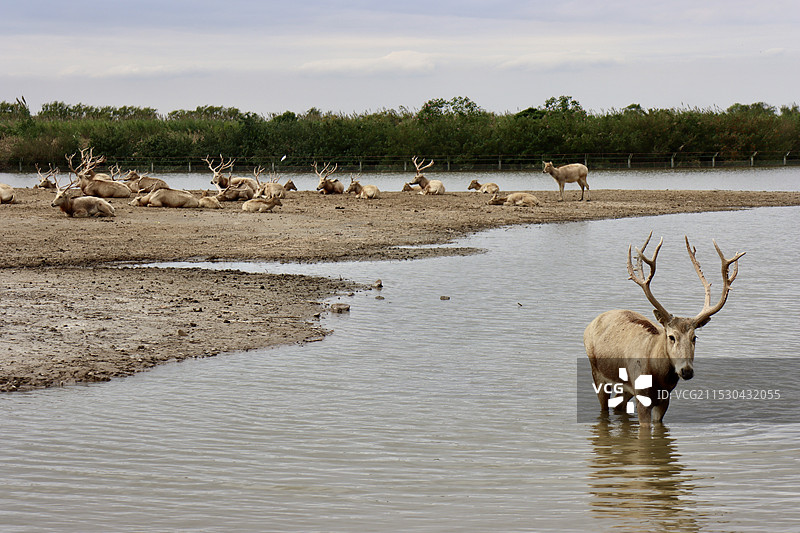 麋鹿图片素材