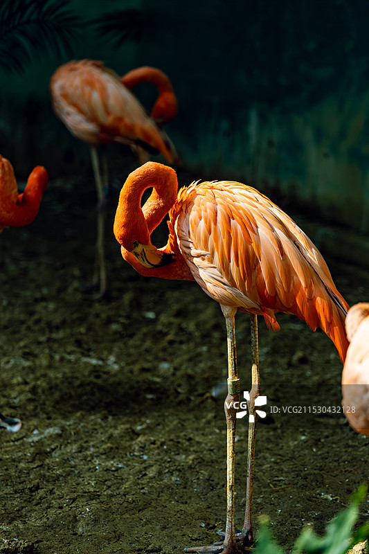 火烈鸟图片素材