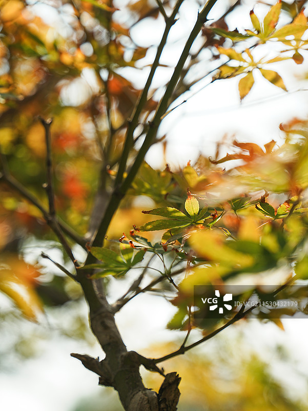 秋天的枫叶图片素材