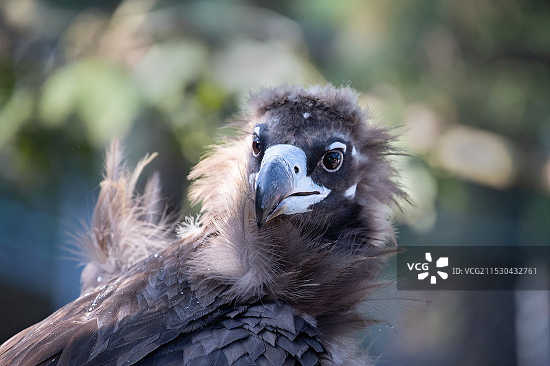 秃鹫图片素材