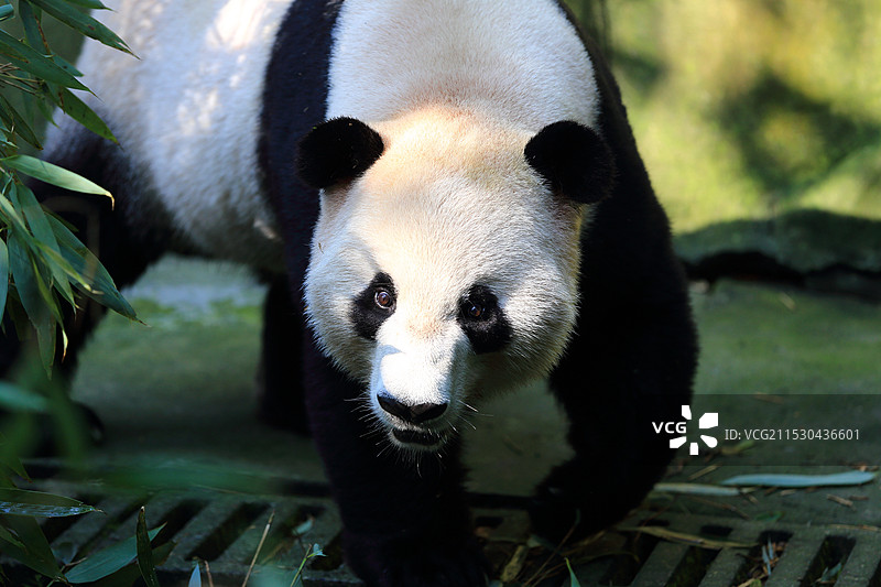 萌萌大熊猫图片素材