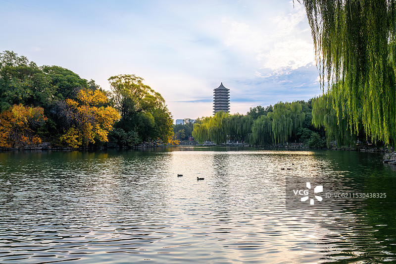 北京大学秋色：未名湖、博雅塔和金黄的白蜡树图片素材