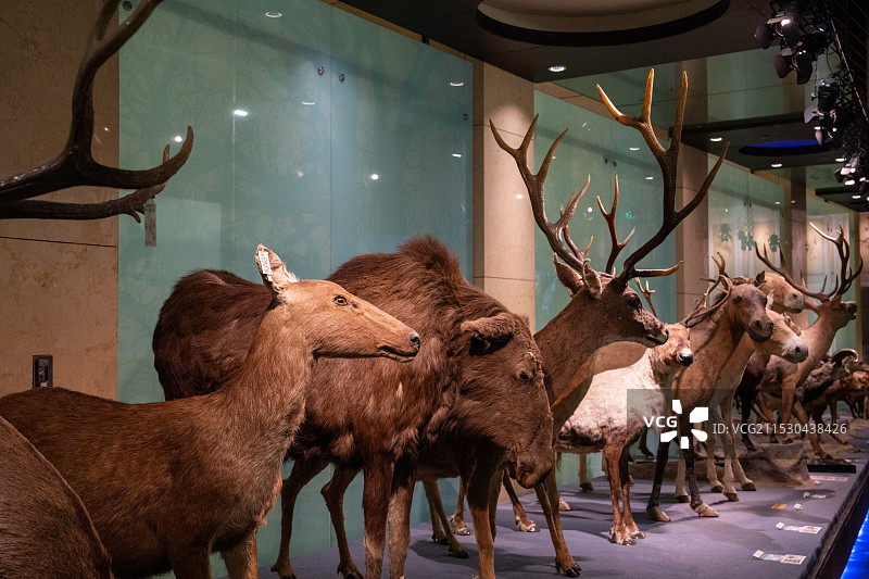 国家动物博物馆里的动物标本图片素材