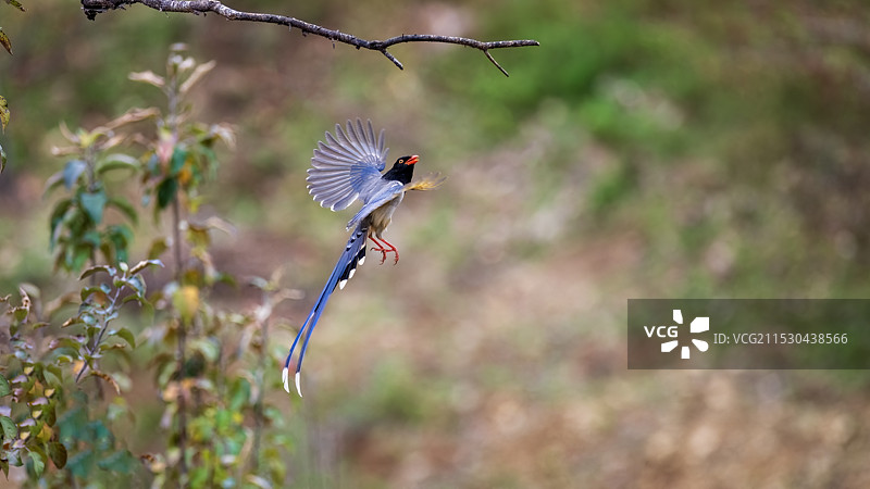 飞翔的红嘴蓝鹊图片素材