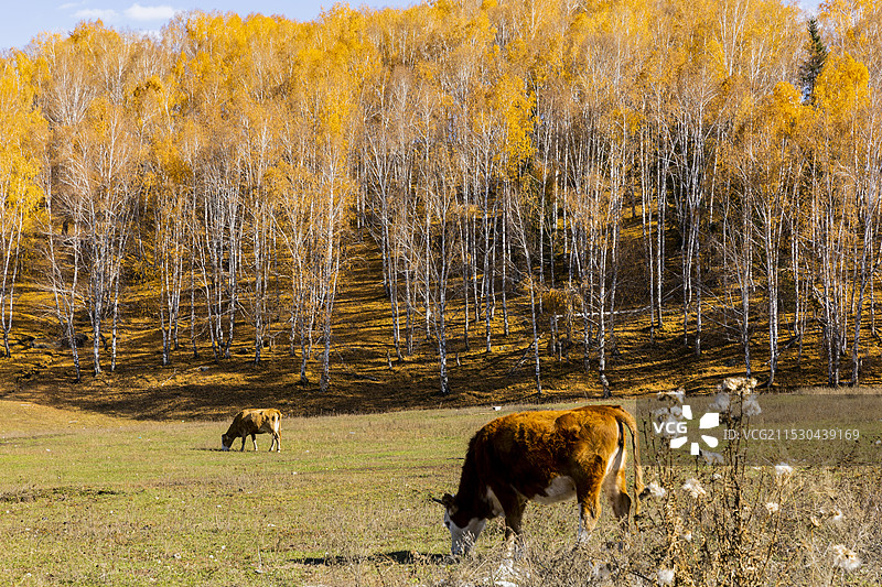 禾木白桦林秋色图片素材