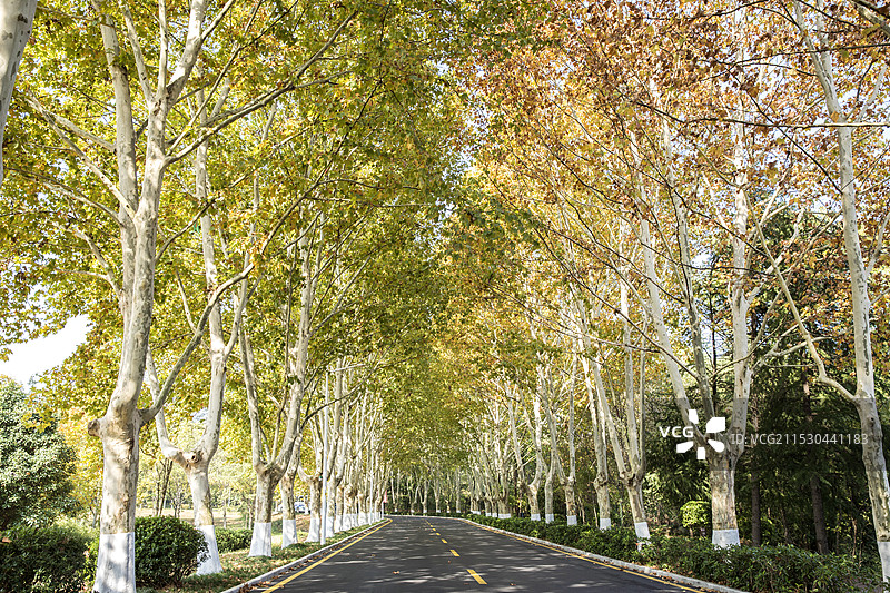 一半是绿，一半是黄的梧桐大道图片素材
