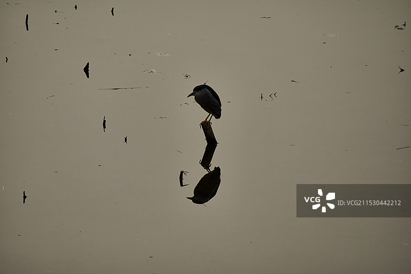 休憩的水鸟剪影图片素材