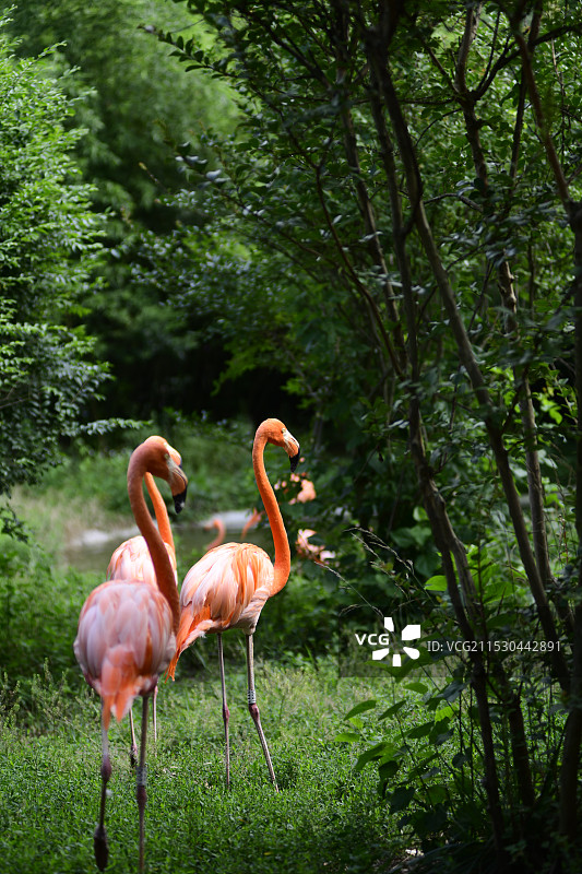 黄岛动物园 优雅的火烈鸟图片素材