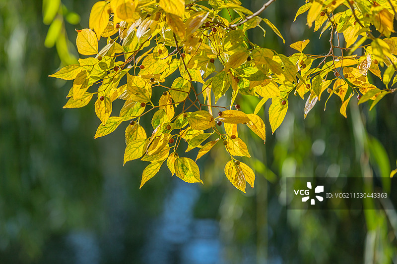 秋色 金色的树叶 滇朴图片素材