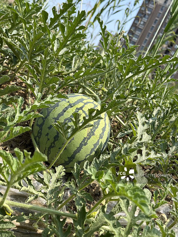 蓝天白云下田野里的西瓜图片素材