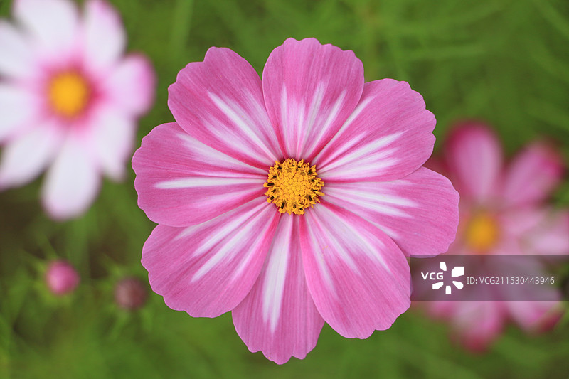 苏州吴江汾湖元荡波斯菊图片素材