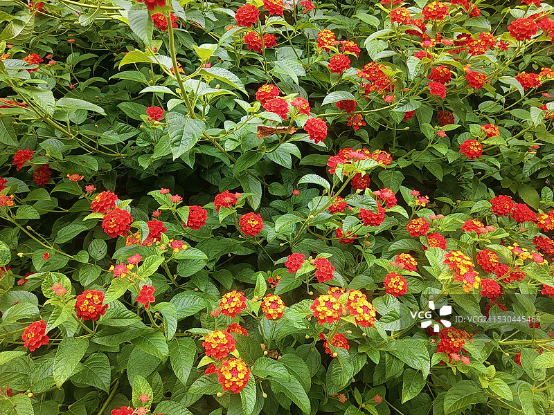 五色梅图片素材