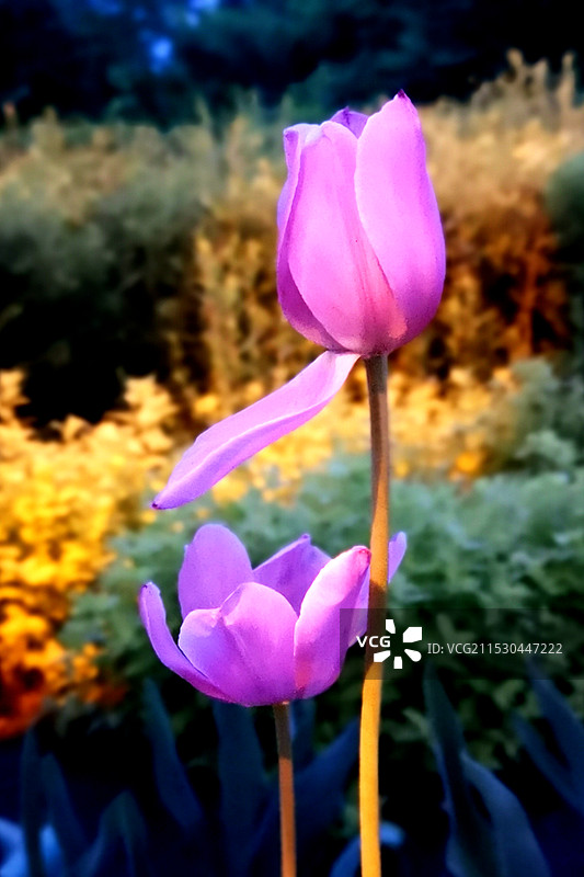 仙客来图片素材