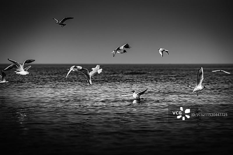 飞翔中的海鸥图片素材