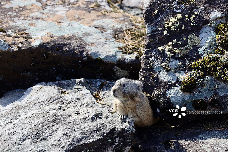阿尔山森林公园大峡谷景区的野生鼠兔图片素材